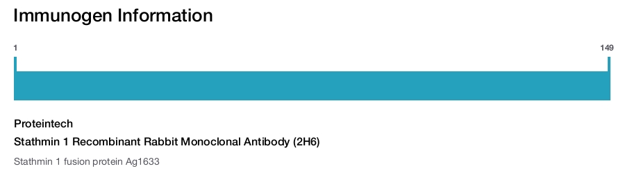 Stathmin 1 Recombinant Rabbit Monoclonal Antibody (2H6)