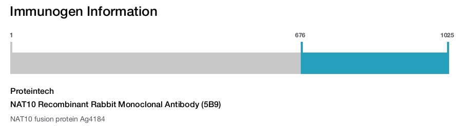NAT10 Recombinant Rabbit Monoclonal Antibody (5B9)