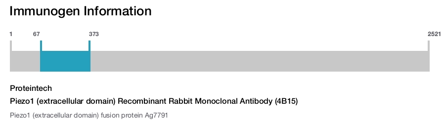 Piezo1 (extracellular domain) Recombinant Rabbit Monoclonal Antibody (4B15)