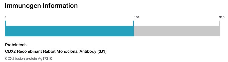 CDX2 Recombinant Rabbit Monoclonal Antibody (3J1)