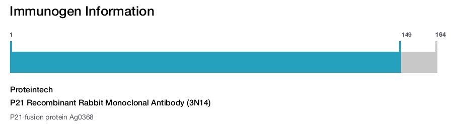 P21 Recombinant Rabbit Monoclonal Antibody (3N14)