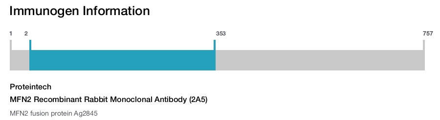 MFN2 Recombinant Rabbit Monoclonal Antibody (2A5)