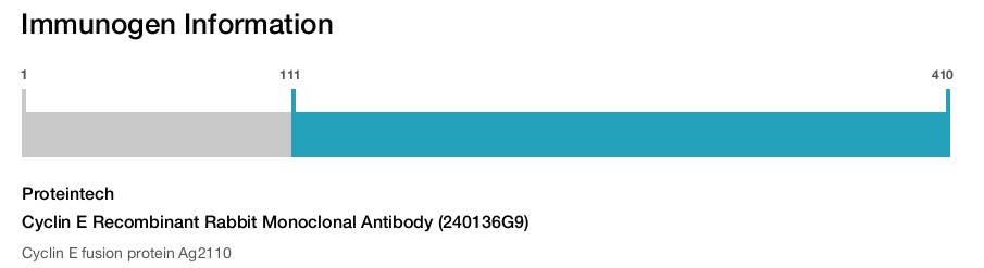 Cyclin E Recombinant Rabbit Monoclonal Antibody (240136G9)
