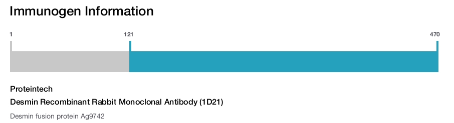 Desmin Recombinant Rabbit Monoclonal Antibody (1D21)