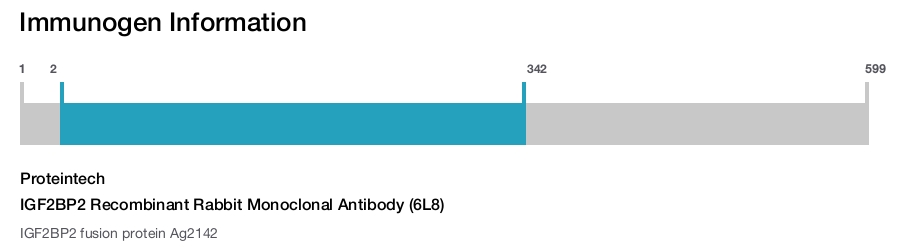 IGF2BP2 Recombinant Rabbit Monoclonal Antibody (6L8)