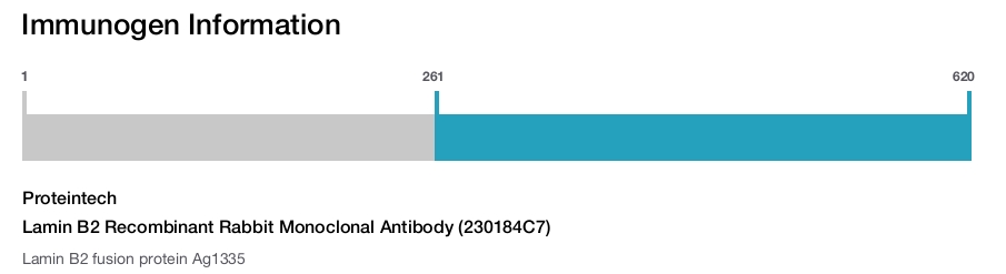 Lamin B2 Recombinant Rabbit Monoclonal Antibody (230184C7)
