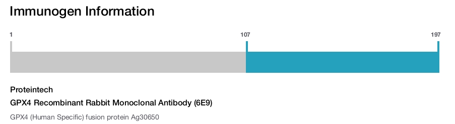 GPX4 Recombinant Rabbit Monoclonal Antibody (6E9)