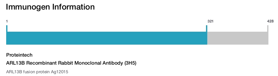ARL13B Recombinant Rabbit Monoclonal Antibody (3H5)