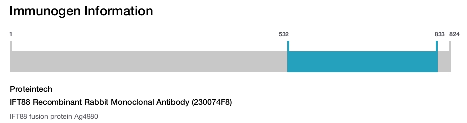 IFT88 Recombinant Rabbit Monoclonal Antibody (230074F8)