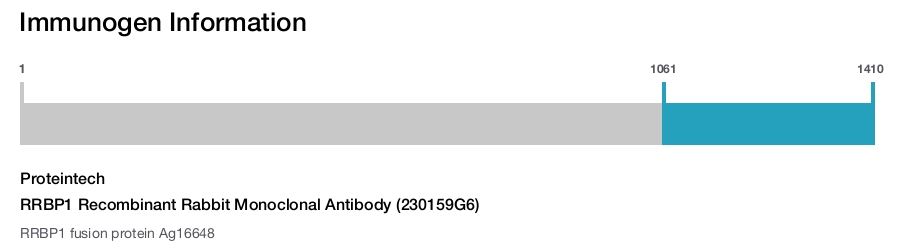 RRBP1 Recombinant Rabbit Monoclonal Antibody (230159G6)