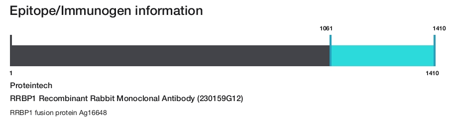 RRBP1 Recombinant Rabbit Monoclonal Antibody (230159G12)