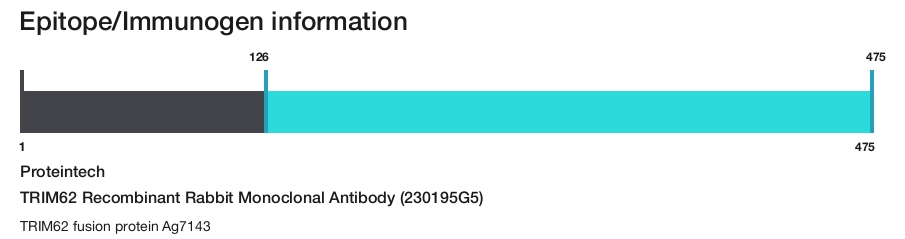 TRIM62 Recombinant Rabbit Monoclonal Antibody (230195G5)