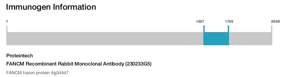 FANCM Recombinant Rabbit Monoclonal Antibody (230233G5)
