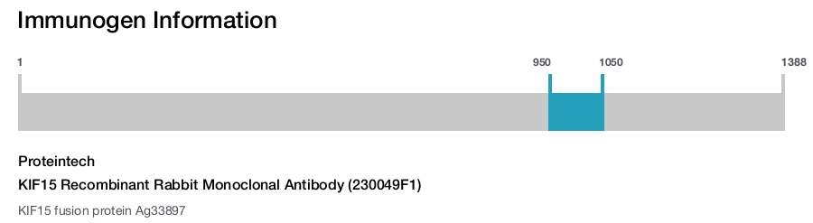 KIF15 Recombinant Rabbit Monoclonal Antibody (230049F1)
