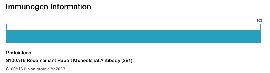 S100A16 Recombinant Rabbit Monoclonal Antibody (3E1)