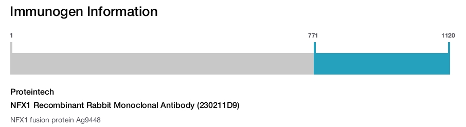 NFX1 Recombinant Rabbit Monoclonal Antibody (230211D9)
