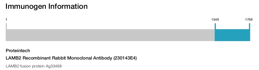 LAMB2 Recombinant Rabbit Monoclonal Antibody (230143E4)