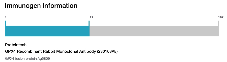 GPX4 Recombinant Rabbit Monoclonal Antibody (230168A8)