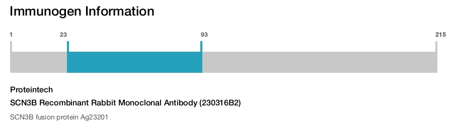 SCN3B Recombinant Rabbit Monoclonal Antibody (230316B2)