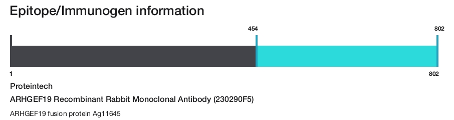 ARHGEF19 Recombinant Rabbit Monoclonal Antibody (230290F5)