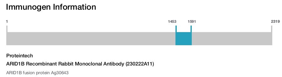 ARID1B Recombinant Rabbit Monoclonal Antibody (230222A11)