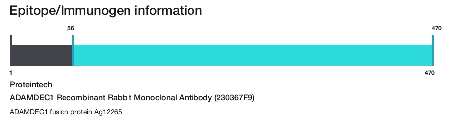 ADAMDEC1 Recombinant Rabbit Monoclonal Antibody (230367F9)