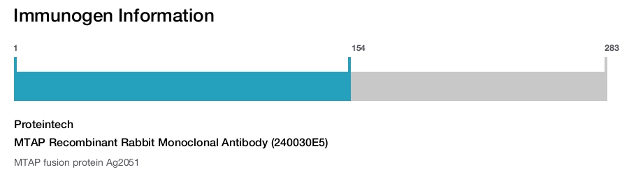 MTAP Recombinant Rabbit Monoclonal Antibody (240030E5)