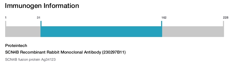 SCN4B Recombinant Rabbit Monoclonal Antibody (230297B11)