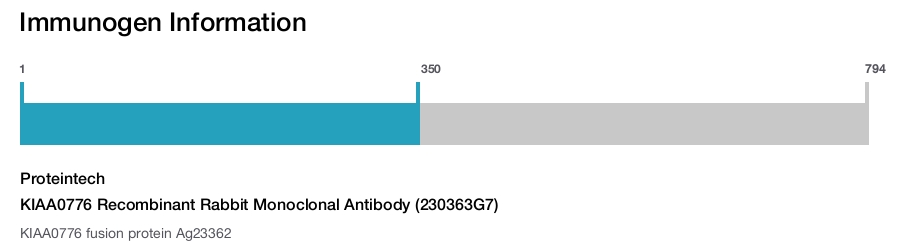 KIAA0776 Recombinant Rabbit Monoclonal Antibody (230363G7)