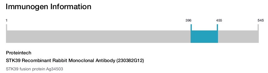 STK39 Recombinant Rabbit Monoclonal Antibody (230382G12)