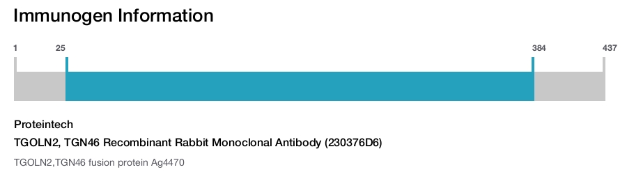 TGOLN2, TGN46 Recombinant Rabbit Monoclonal Antibody (230376D6)