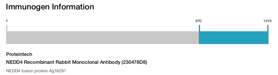 NEDD4 Recombinant Rabbit Monoclonal Antibody (230478D8)