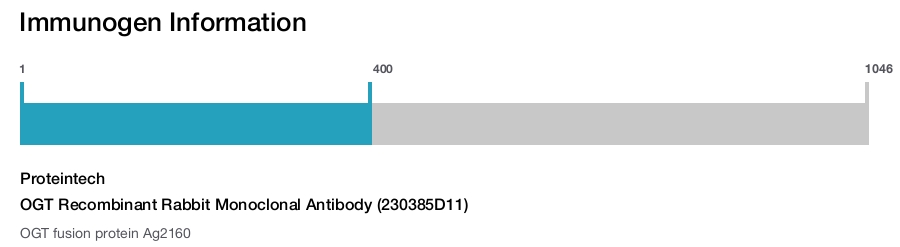 OGT Recombinant Rabbit Monoclonal Antibody (230385D11)