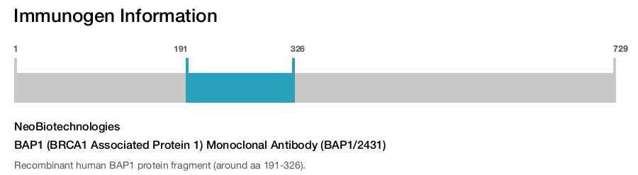BAP1 (BRCA1 Associated Protein 1) Monoclonal Antibody (BAP1/2431)