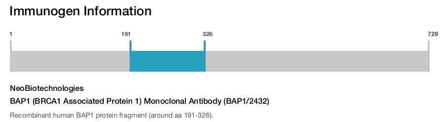 BAP1 (BRCA1 Associated Protein 1) Monoclonal Antibody (BAP1/2432)