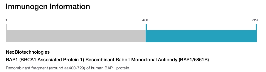 BAP1 (BRCA1 Associated Protein 1) Recombinant Rabbit Monoclonal Antibody (BAP1/6861R)
