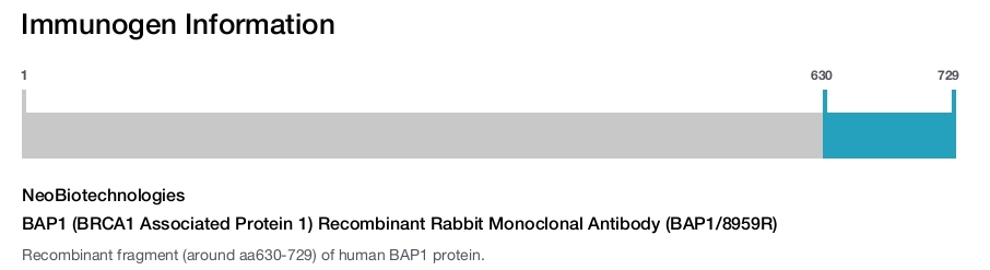 BAP1 (BRCA1 Associated Protein 1) Recombinant Rabbit Monoclonal Antibody (BAP1/8959R)