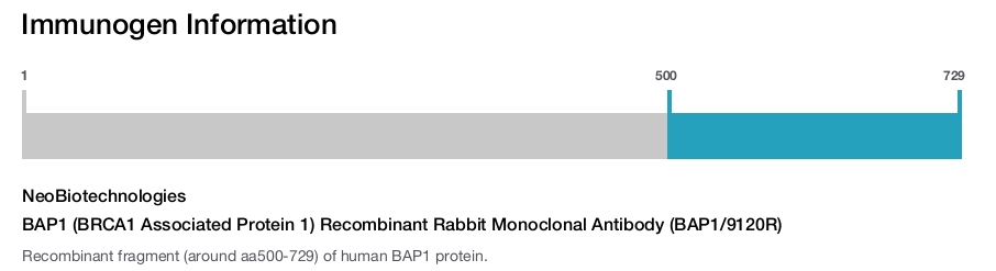 BAP1 (BRCA1 Associated Protein 1) Recombinant Rabbit Monoclonal Antibody (BAP1/9120R)