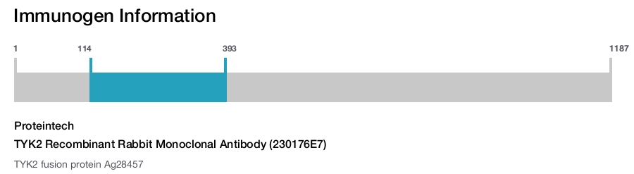 TYK2 Recombinant Rabbit Monoclonal Antibody (230176E7)