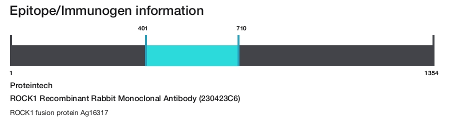 ROCK1 Recombinant Rabbit Monoclonal Antibody (230423C6)