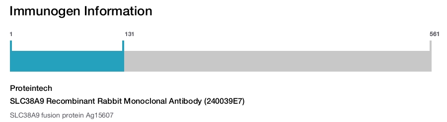 SLC38A9 Recombinant Rabbit Monoclonal Antibody (240039E7)