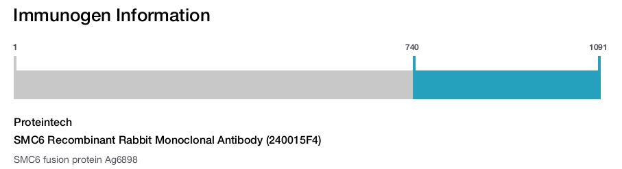SMC6 Recombinant Rabbit Monoclonal Antibody (240015F4)