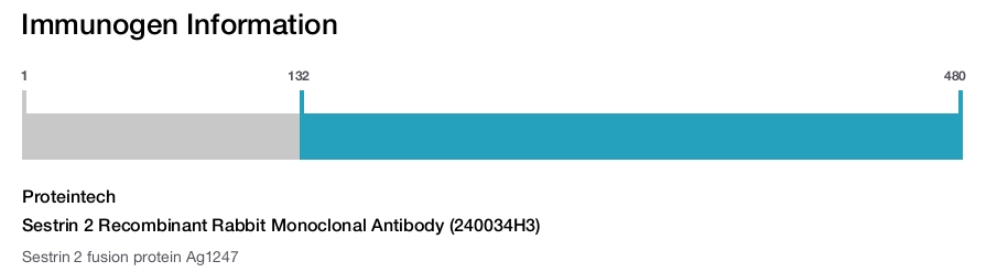 Sestrin 2 Recombinant Rabbit Monoclonal Antibody (240034H3)