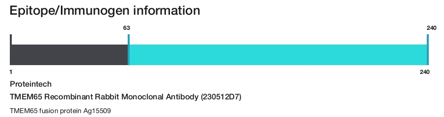 TMEM65 Recombinant Rabbit Monoclonal Antibody (230512D7)