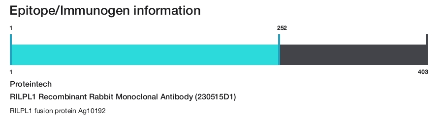RILPL1 Recombinant Rabbit Monoclonal Antibody (230515D1)
