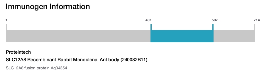 SLC12A8 Recombinant Rabbit Monoclonal Antibody (240082B11)