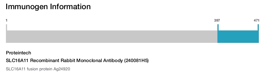 SLC16A11 Recombinant Rabbit Monoclonal Antibody (240081H5)