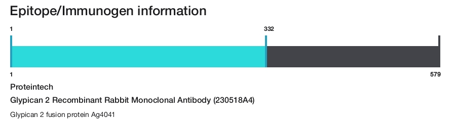 Glypican 2 Recombinant Rabbit Monoclonal Antibody (230518A4)