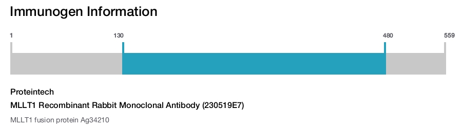 MLLT1 Recombinant Rabbit Monoclonal Antibody (230519E7)