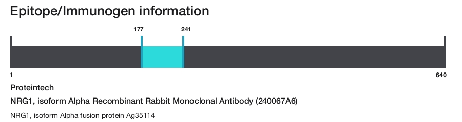 NRG1, isoform Alpha Recombinant Rabbit Monoclonal Antibody (240067A6)
